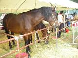 FieraBestiane (41)